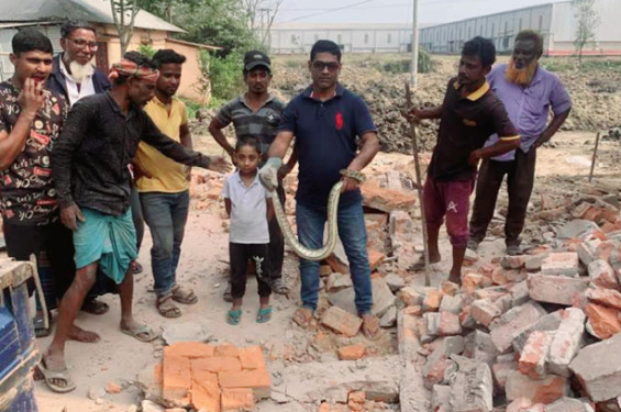 শ্রীমঙ্গলে মসজিদের ভাঙ্গা ফ্লোর থেকে অজগর সাপ উদ্ধার