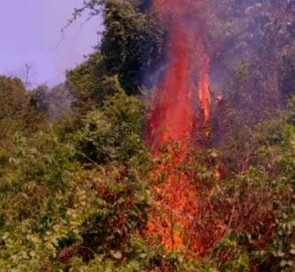 লাউয়াছড়া বনে হঠাৎ ভয়াবহ অগ্নিকাণ্ডে এক একর বন পুড়ে ছাই