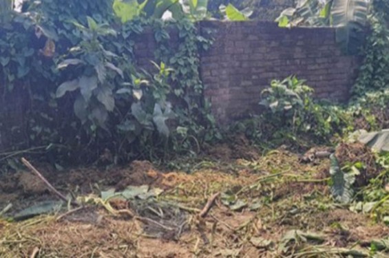 টাঙ্গাইলে তিনটি গরু জবাই করে মাংস চুরি