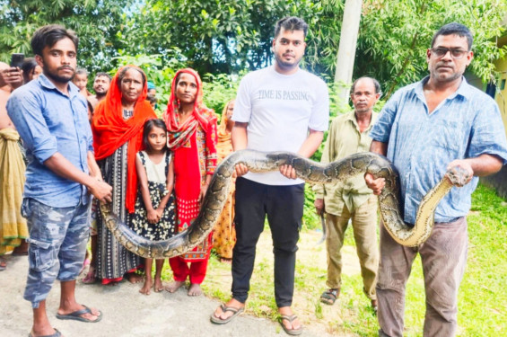 শ্রীমঙ্গলে শ্মশান থেকে বিশাল অজগর উদ্ধার, ওজন প্রায় ২৫ কেজি