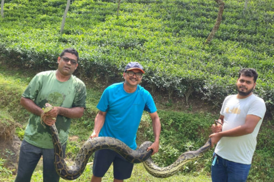 শ্রীমঙ্গলের চা বাগানে বিশাল অজগর উদ্ধার