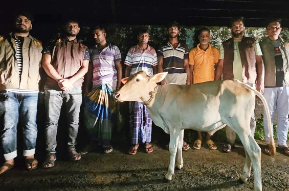 সিরাজগঞ্জে বৃদ্ধকে হত্যা করে গরু ডাকাতি, গ্রেফতার ৭