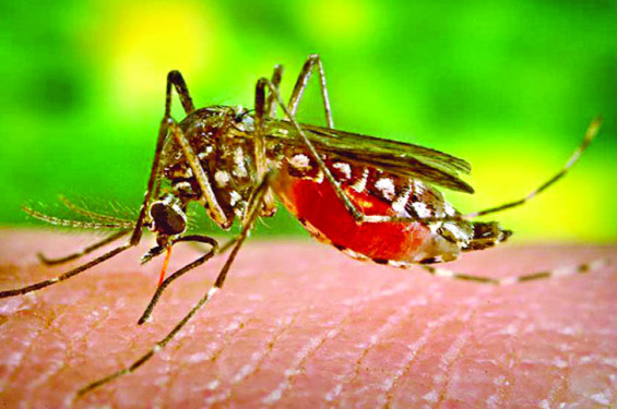 ভয়াবহ রূপ ধারণ করেছে মশা