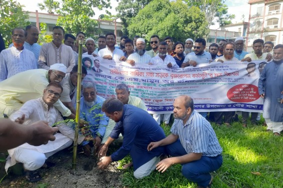 নবীনগরে কৃষকদলের সম্মেলনের প্রস্তুতিমূলক সভা ও বৃক্ষরোপণ কর্মসূচি পালন