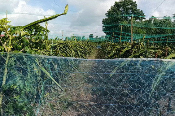শেয়াল মারা বিদ্যুতের তারে জড়িয়ে গরুসহ কৃষকের মৃত্যু