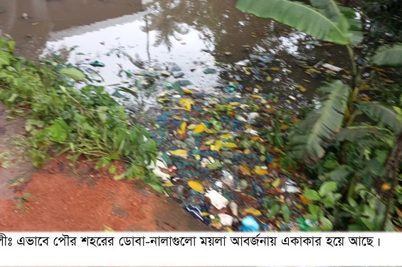 আমতলী পৌরসভার ডোবা-নালা যেন, মশার আতুর ঘর।