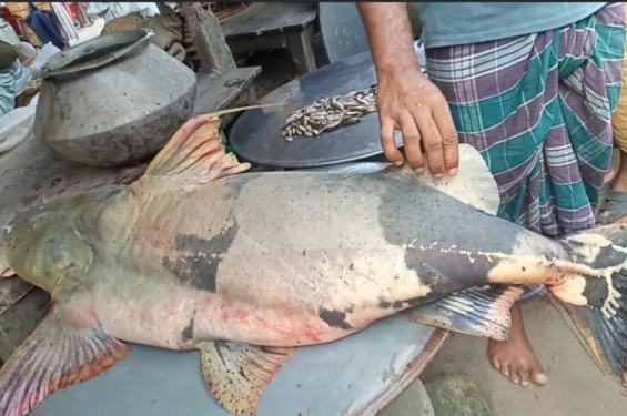 ফরিদপুরের পদ্মা নদীতে ধরা পড়েছে ৪২ কেজির মহাবিপন্ন বাগাড়, ৬২ হাজার টাকায় বিক্রি