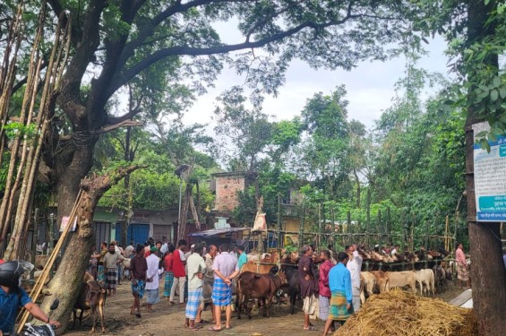 বিদ্যালয়ের মাঠ এখন গরুর হাট!