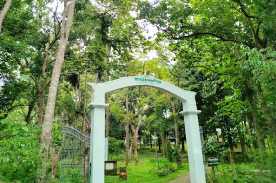 সাতছড়ি সড়কের সুরমা চা বাগানে গাছ ফেলে ডাকাতি