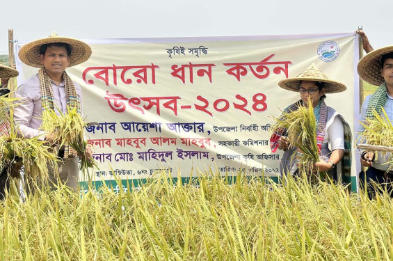 চুনারুঘাটে বোরো ধান কর্তন উৎসবের আনুষ্ঠানিক উদ্বোধন