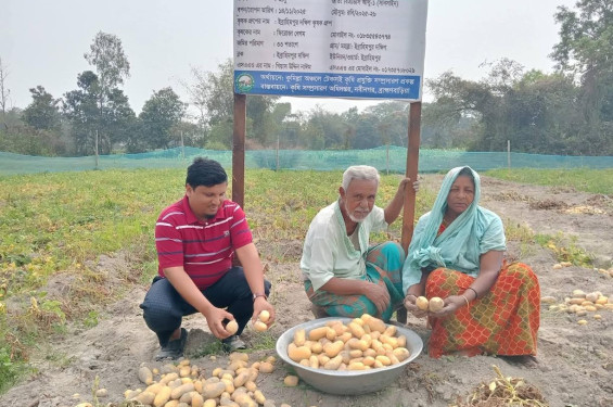 নবীনগরে সানশাইন জাতের আলুতে আশার আলো