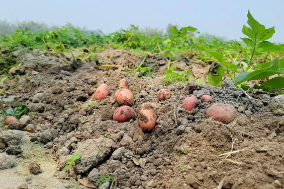 ঠাকুরগাঁওয়ে আলুর বাজারে ধস, উৎপাদন খরচও না ওঠায় বিপাকে কৃষক