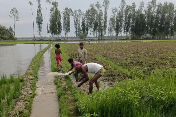 অসময়ের বৃষ্টিতে পানির নিচে আলু ক্ষেত, দাম ধস—দিশেহারা জয়পুরহাটের কৃষক