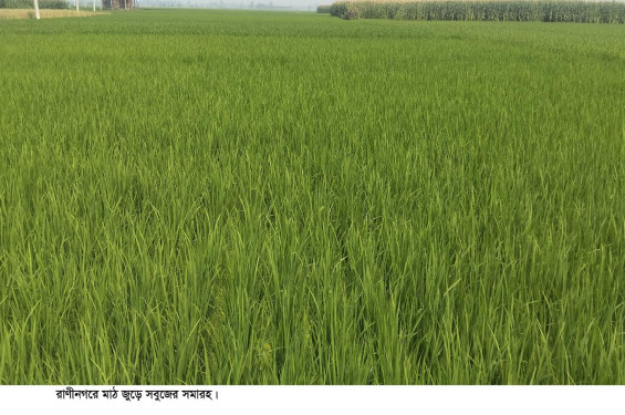 রাণীনগরে বিস্তীর্ণ জুড়ে ইরি-বোরো ধানের সবুজের সমারহ
