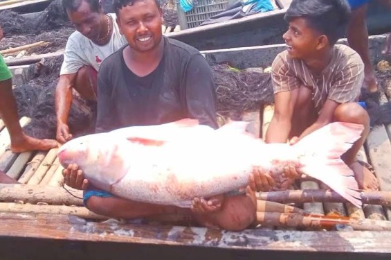 মেঘনা নদীতে জেলের জালে ২৯ কেজির বিগহেড