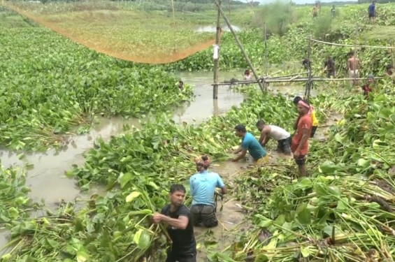 মনোহরদী পুরাতন ব্রহ্মপুত্র নদে কচুরিপানা অপসারণে কৃষকদলের ব্যতিক্রমী উদ্যোগ