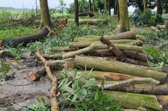 বাউফলে পরিবেশ বান্ধব ৪শ’  গাছ  কেটে নিয়েছে  প্রতিপক্ষ