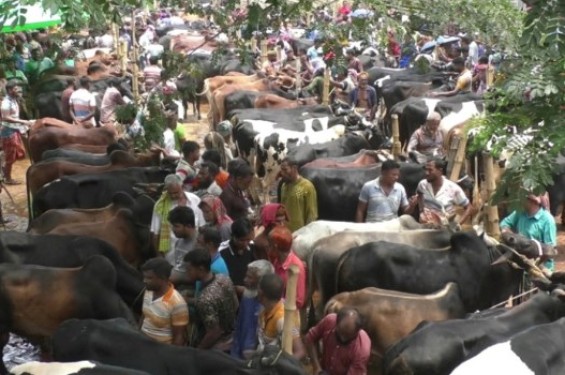যশোরের বাগআঁচড়া সাতমাইল পশুহাট শেষ মুহূর্তে জমে উঠেছে