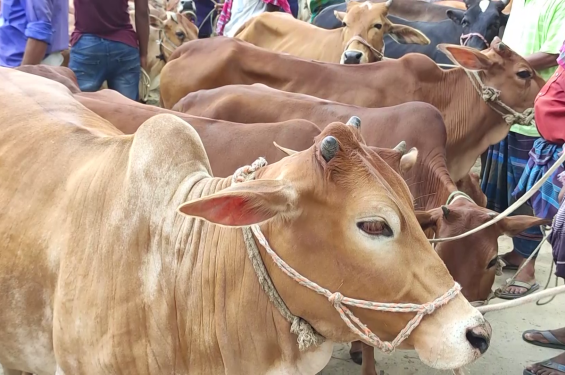 পশুরহাটে চাঁদাবাজি বন্ধে হটলাইন চালু করা হবে