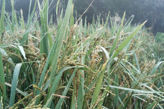 বাড়ছে শীতের দাপট