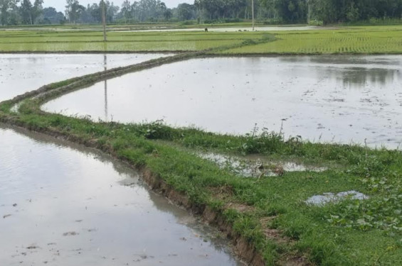 সংস্কারের অভাবে হারিয়ে যাচ্ছে জলদাড়ি, জলাবদ্ধতায় দুর্ভোগে ক্ষেতলাল-কালাইয়ের হাজারো কৃষক