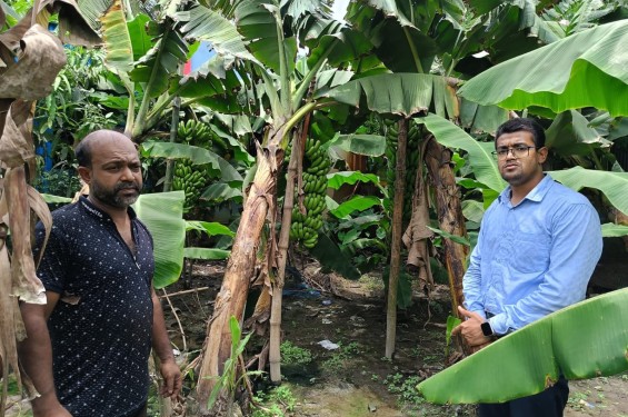 নবীনগরে জি-নাইন কলা চাষে সফলতা