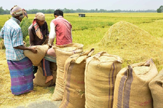 হাওর অঞ্চলের ধান-চাল সংগ্রহ শুরু করবে সরকার