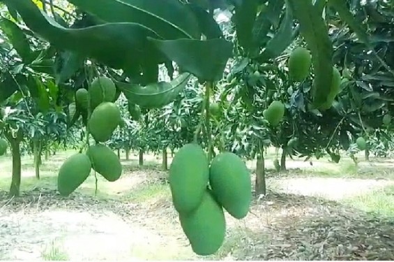 ৩০ হাজার হেক্টর জমিতে আম চাষ,প্রচন্ড তাপদাহ তবু ভালো ফলনের আশায় নওগাঁর আম চাষিরা