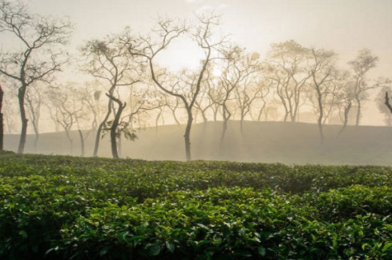 তীব্র শীতে কাঁপছে শ্রীমঙ্গলের মানুষ