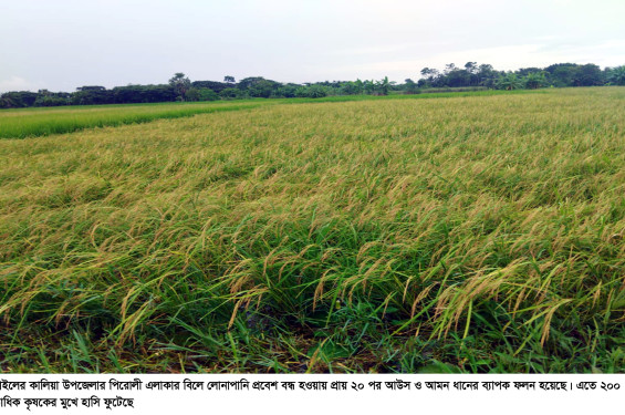 একটি উদ্যোগে ২০ পর কালিয়ার বিলে আউস ও আমন ধানের ব্যাপক ফলন, ২০০ শতাধিক কৃষকের মুখে হাসি
