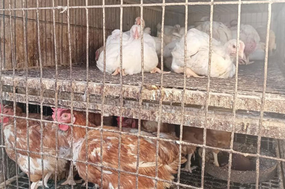 কেজিতে ২০ টাকা বাড়ল ব্রয়লার মুরগির দাম