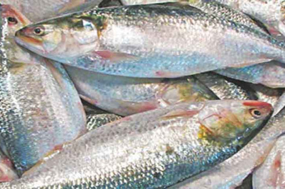বাজারে সরবরাহ থাকলেও নাগালের বাইরে ইলিশ