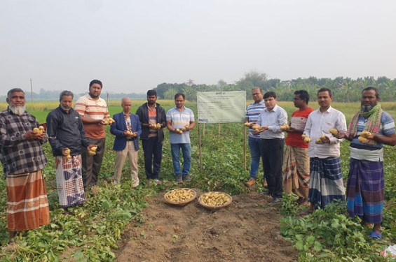 বরেন্দ্র অঞ্চলে চাষ হচ্ছে নেদারল্যান্ডের আলু ভ্যালেন্সিয়া