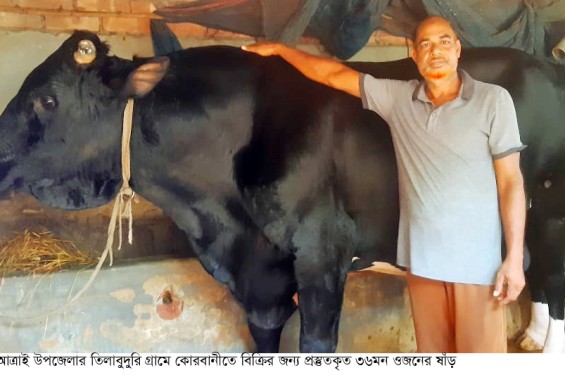 রাণীনগরে একদিনের ব্যবধানে ফের গরু-ছাগল চুরি
