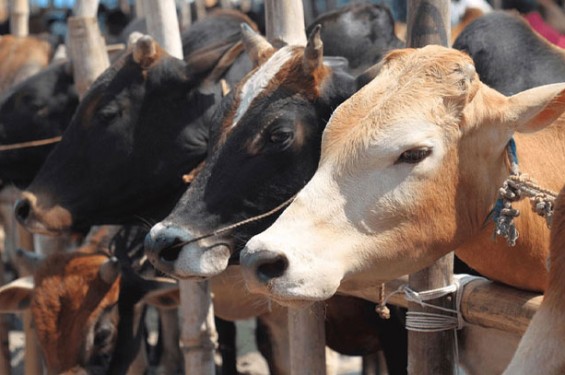 ঈদুল আজহার সম্ভাব্য তারিখ প্রকাশ