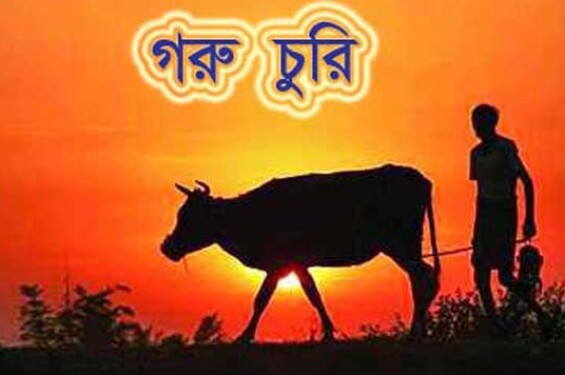 মিরসরাইয়ে গরু চুরির হিড়িক