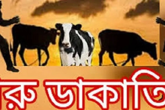 বোয়ালখালীতে পুলিশ পরিচয়ে গরু ডাকাতি