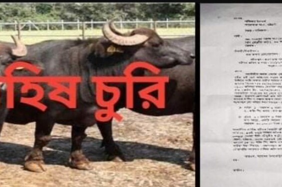 আনোয়ারায় কৃষকের মহিষ চুরি