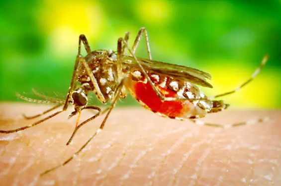 ডেঙ্গু প্রতিহত করতে  চায় ডিএসসিসি