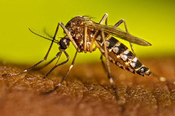 ডেঙ্গুতে ২ জনের মৃত্যু, হাসপাতালে ভর্তি ১১৭৯