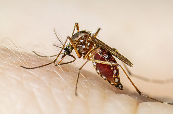 ডেঙ্গুতে আরো ২ মৃত্যু