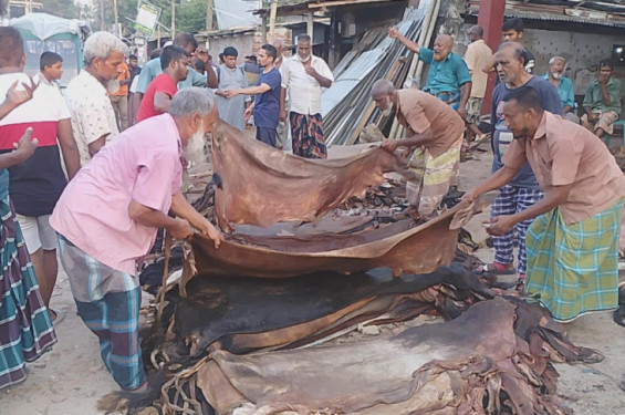 চামড়া সংরক্ষণে বিনামূল্যে লবণ দেবে সরকার