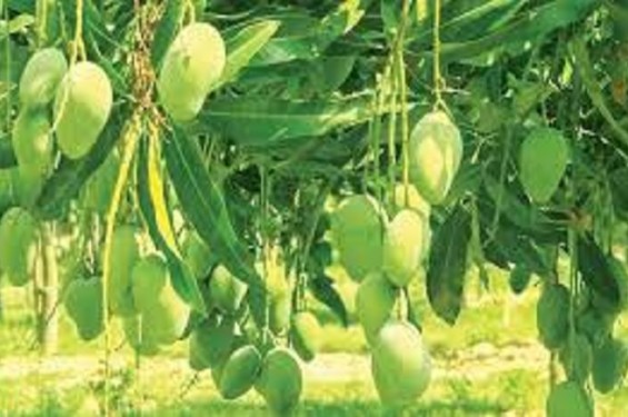 ২২ মে থেকে বাজারে আসছে নওগাঁর আম