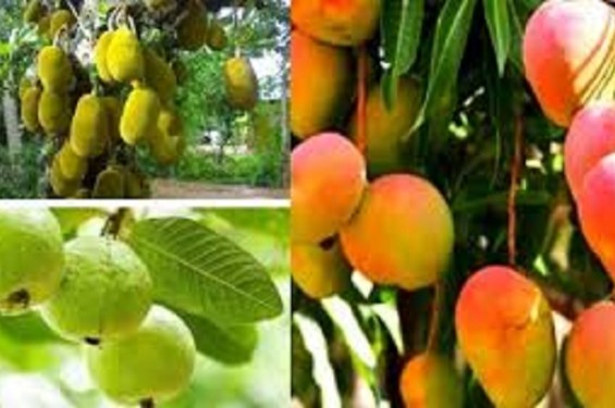 বাংলাদেশ থেকে আম, পেয়ারা ও কাঁঠাল আমদানি করবে চীন : প্রেস সচিব