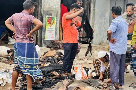 মাঠ পর্যায়ে দাম নেই চামড়ার