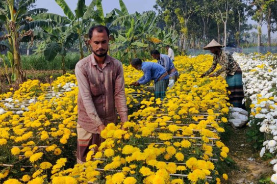 তিন দিবসের বাজার ধরতে ব্যস্ত ঝিনাইদহের ফুল চাষীরা