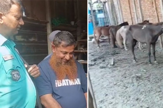 গাজীপুরে ঘোড়ার মাংস বিক্রি করায় কসাইকে জরিমানা