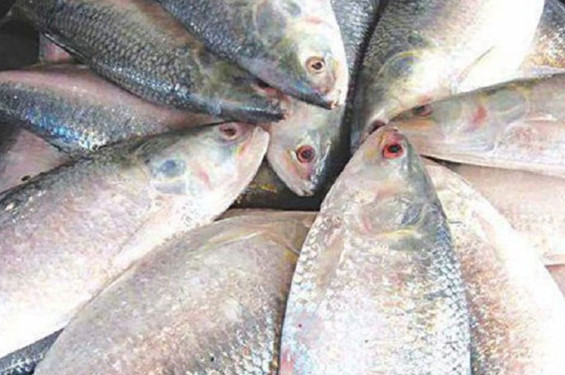 ভরা মৌসুমে ইলিশের আকাল