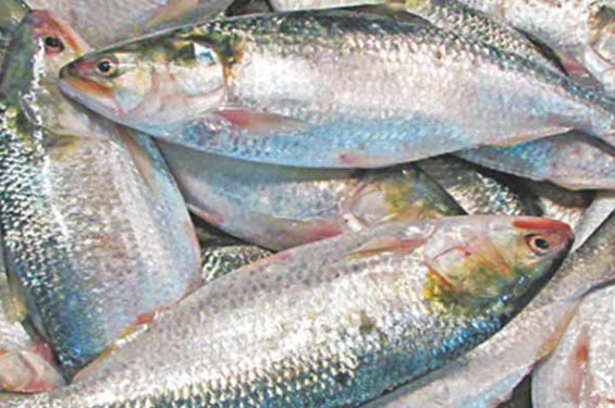 তিন মণ আলুর দামে এক কেজি ইলিশ