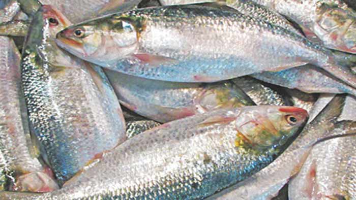 তিন মণ আলুর দামে এক কেজি ইলিশ